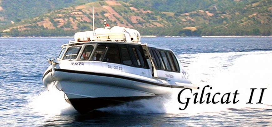 Gili Cat